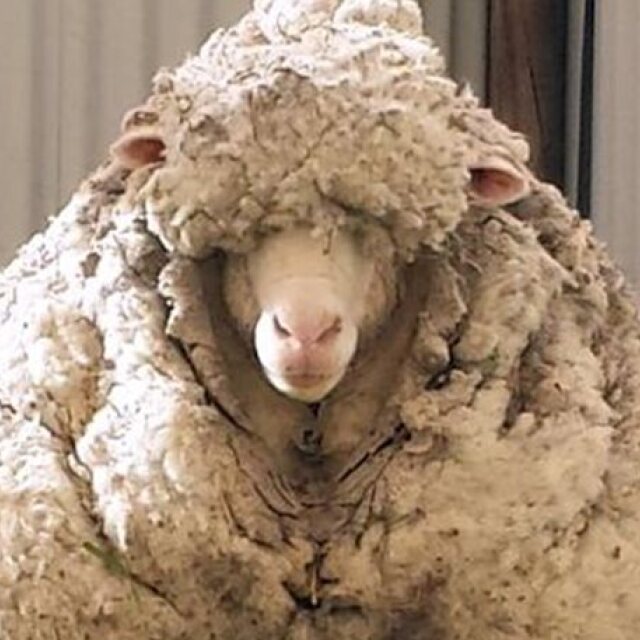 The largest sheep in the world from ‘Down Under’