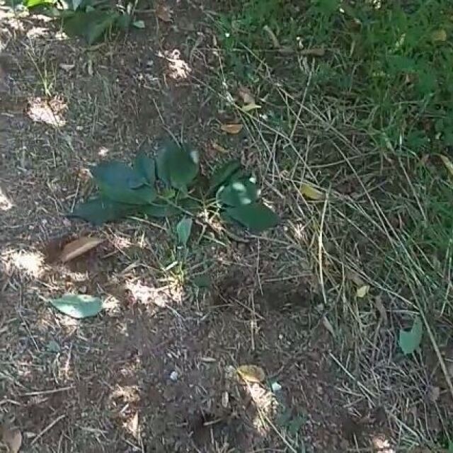 Αρκούδες κατέβηκαν στα χωράφια της Ημαθίας