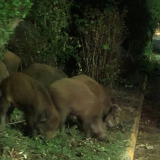 Ακυρώθηκε το κυνήγι αγριογούρουνων σε Εκάλη-Διόνυσο μετά τις αντιδράσεις  