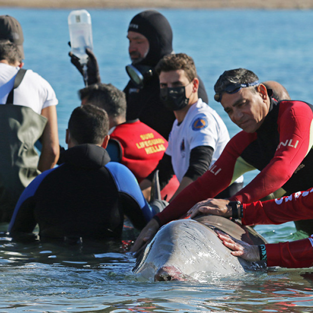 Στα ρηχά της Σαλαμίνας η φάλαινα - Συγκινεί εθελόντρια που της τραγουδά για να την κρατήσει στη ζωή - Δείτε βίντεο