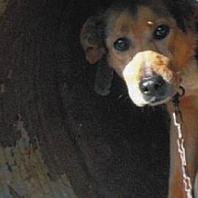 Πρόστιμα και δίκη για δυο για «βαρελόσκυλα» στη Σητεία