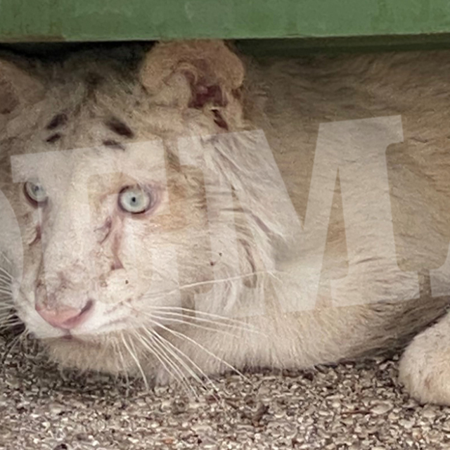 Αττικό Ζωολογικό Πάρκο: Λευκό τιγράκι βρέθηκε εγκαταλελειμμένο στα σκουπίδια