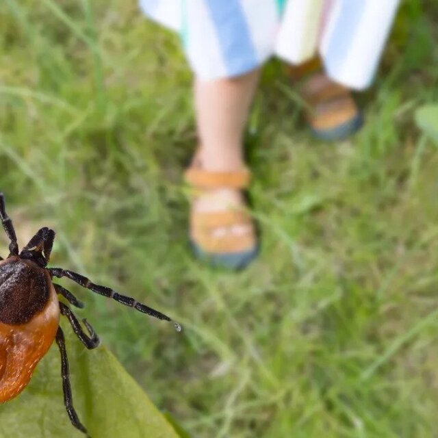 Νόσος Lyme – Τσιμπούρια: Οι ασφαλιστικές καλύψεις για τα επικίνδυνα τσιμπήματα