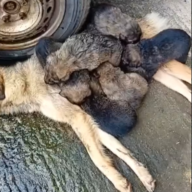 Εικόνες φρίκης καταγράφει φιλοζωικός σύλλογος στην Τρίπολη: Αδέσποτη  σκυλίτσα θηλάζει τα κουτάβια της ενώ ξεψυχά