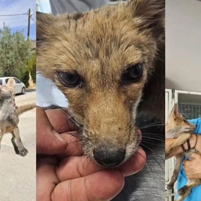 Φιλόζωοι στη Ρόδο έσωσαν αλεπουδάκι που υπέφερε από θερμοπληξία