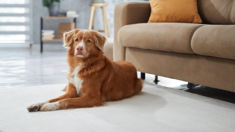 Πώς περνούν την ώρα τους οι σκύλοι όταν μένουν μόνοι στο σπίτι