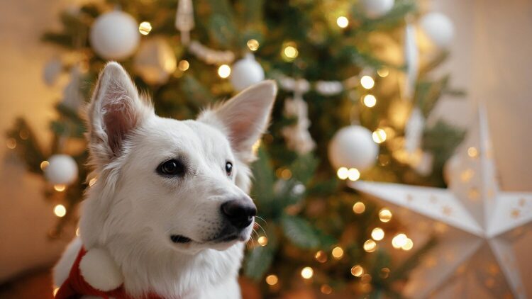 Χριστουγεννιάτικο δέντρο και σκύλος - Πώς να αποφύγετε τις ζημιές