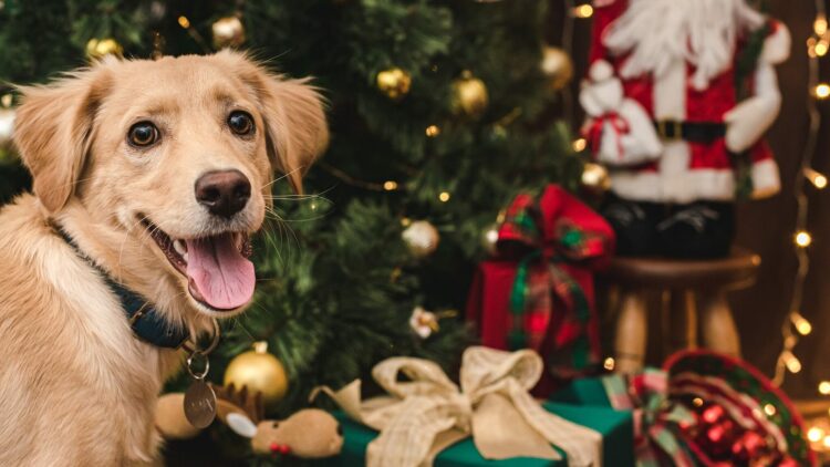 Το λάθος που κάνουμε τα Χριστούγεννα με τον σκύλο μας – Τι άλλο πρέπει να προσέχουμε