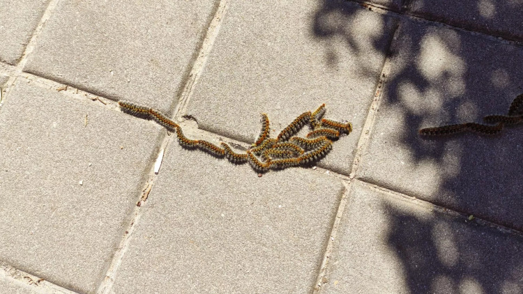 Πιο νωρίς εμφανίστηκαν φέτος οι κάμπιες των δέντρων – Γιατί είναι επικίνδυνες για τον σκύλο μας και η εκπαίδευση που θα τον σώσει