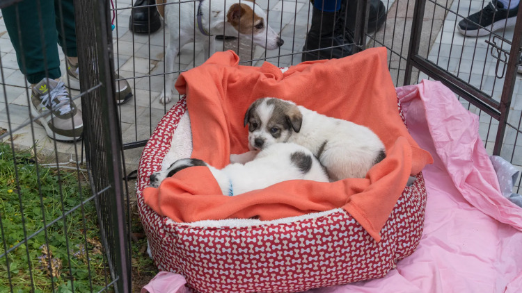 Τι ερωτήσεις πρέπει να κάνουμε σε μια φιλοζωική στο Woof Festival | Topetmou.gr πριν υιοθετήσουμε ένα ζώο- Tι πρέπει εκείνοι να γνωρίζουν για εμάς