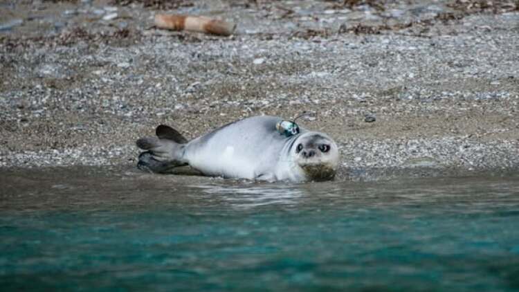 Η μεγάλη μέρα έφτασε, η μικρή Καλυψώ, υγιής και δυνατή, επέστρεψε στην ανοιχτή θάλασσα