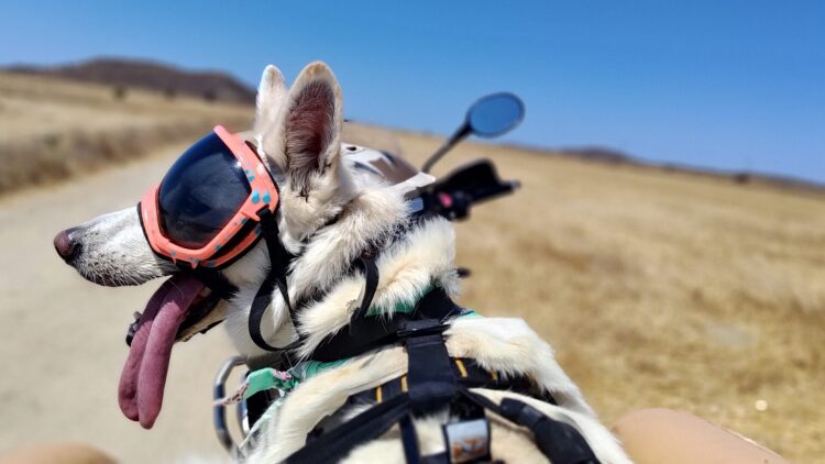 Ellie: Μία Ελληνίδα, τετράποδη Easy Rider σε διεθνές rally μοτοσικλέτας