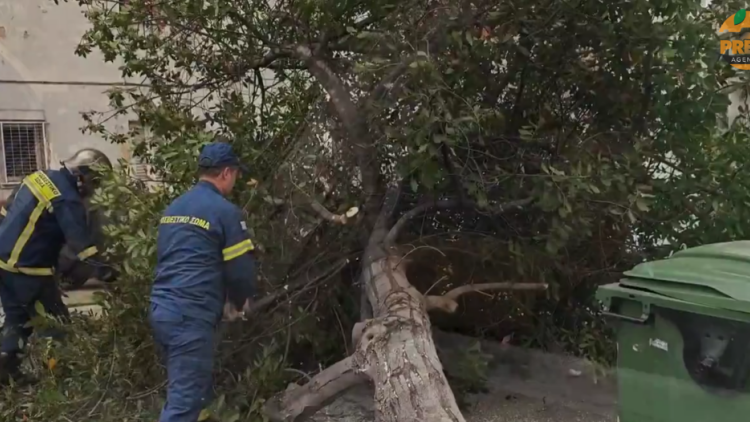 Πτώσεις δέντρων λόγω θυελλωδών ανέμων στην Αττική