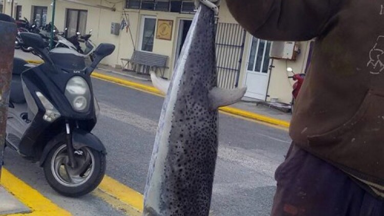 Crete: locals catch giant silver-cheeked toadfish with enough poison to kill 30 people