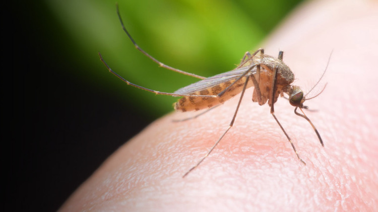 Πώς να απομακρύνετε ζώα και έντομα χωρίς παγίδες και δηλητήρια
