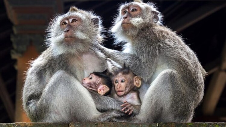 Μακάκοι στο Γιβραλτάρ τρώνε χώμα για να αντιμετωπίσουν τις επιπτώσεις του… junk food από τουρίστες