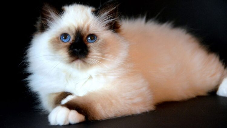 Γνωρίστε την ιερή γάτα Βιρμανίας με τη χρυσαφένια γούνα