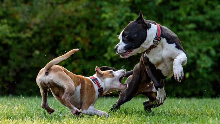 Δώδεκα λόγοι που ο σκύλος επιτίθεται