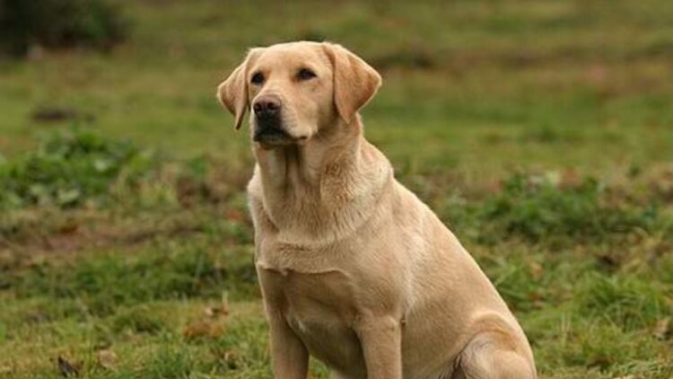 Την τραυμάτισε, σκότωσε το σκυλί της και εγκατέλειψε το σημείο - Έρευνες στο Ηράκλειο για τον εντοπισμό οδηγού