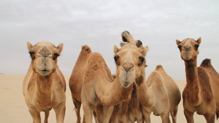 Διαβατήρια για καμήλες εκδίδει η Σαουδική Αραβία