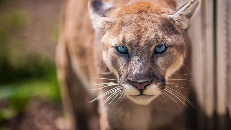 Νεκρή γυναίκα έπειτα από επίθεση πούμα σε πάρκο στο Κολοράντο, βίντεο