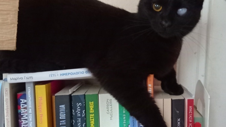 Το όνομά της είναι Αγάπη: Τι μου δίδαξε η υιοθεσία μιας μονόφθαλμης αδέσποτης γατούλας