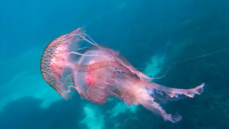 Γέμισε καφέ και μωβ μέδουσες ο Ευβοϊκός, δείτε βίντεο