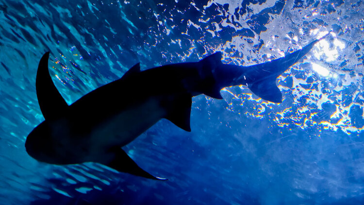 Σύσταση στους πολίτες στην Αυστραλία να αποφεύγουν τις παραλίες μετά από επιθέσεις καρχαριών