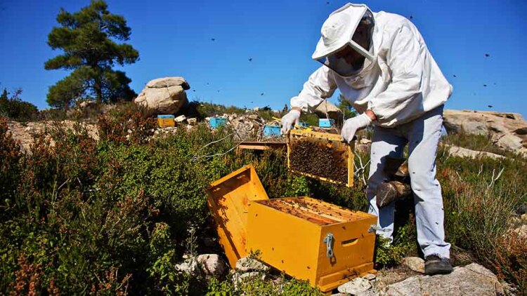 ΔΥΠΑ: Επιδοτούμενο πρόγραμμα κατάρτισης ανέργων στη μελισσοκομία στην Πάργα