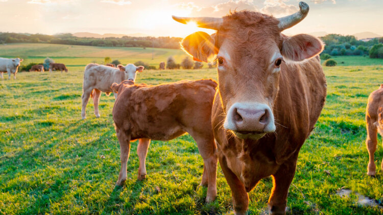 Αφθώδης πυρετός: Αυξημένη επιφυλακή σε Δωδεκάνησα και Κυκλάδες μετά τα κρούσματα σε Τουρκία και κατεχόμενα Κύπρου
