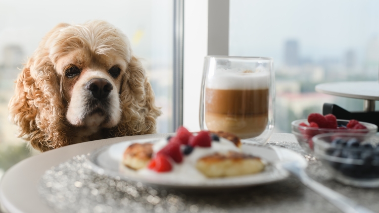 Πώς θα καταλάβετε αν πραγματικά πεινάει ο σκύλος σας ή απλά σας ζητάει φαγητό από συνήθεια
