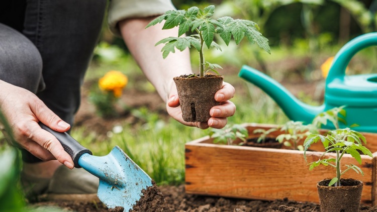 Πώς να φτιάξετε το δικό σας μποστάνι βήμα-βήμα