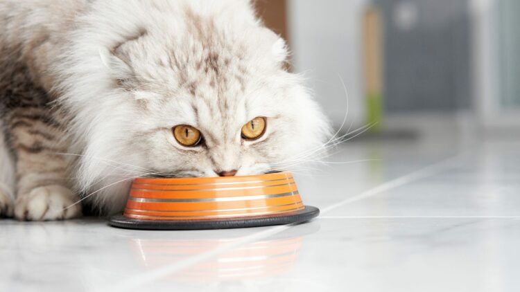 Τι να κάνετε αν η γάτα σας δεν χορταίνει με τίποτα