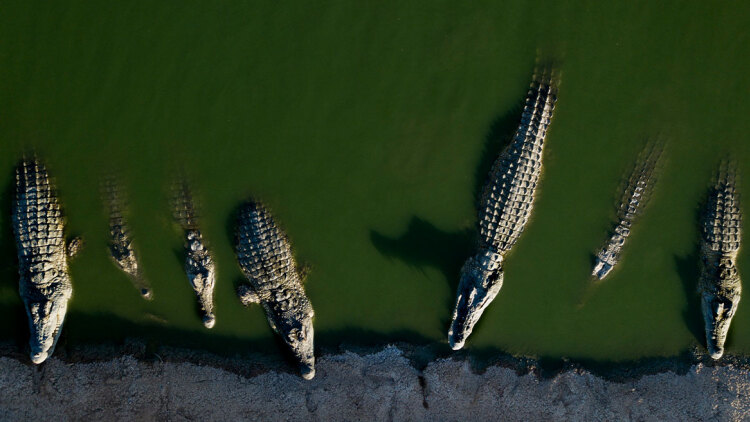 Οι ισραηλινές Aρχές σφαγίασαν πάνω από 200 κροκόδειλους σε φάρμα στην κατεχόμενη Δυτική Όχθη - «Δεν είχαν να φάνε, έτρωγαν ο ένας τον άλλο»