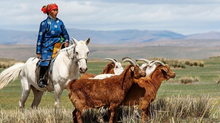 Το κασμίρ κάνει θραύση – Η ιστορία και η οικονομία πίσω από το πιο περιζήτητο ύφασμα παγκοσμίως