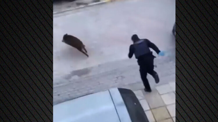 Απίστευτο σκηνικό στη Θεσσαλονίκη με αστυνομικούς να κυνηγάνε αγριογούρουνο στον Εύοσμο, δείτε βίντεο