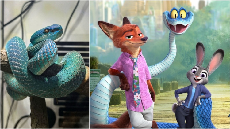 Κίνα: Οι νέοι αγοράζουν δηλητηριώδεις οχιές λόγω της μεγάλης επιτυχίας του «Zootopia 2»