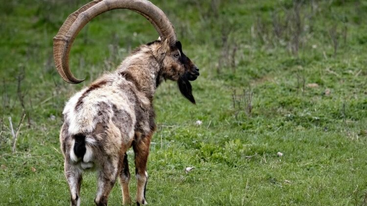 Το απίστευτο λάθος που κάνουμε όλοι με τα Κρι-Κρι της Κρήτης – Από πού προέκυψε το όνομά του και η σχέση με τον πρόεδρο Τρούμαν