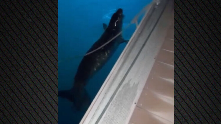 Εμφανίστηκε φώκια κοντά σε πλωτή προβλήτα στο λιμάνι του Άστρους, δείτε βίντεο