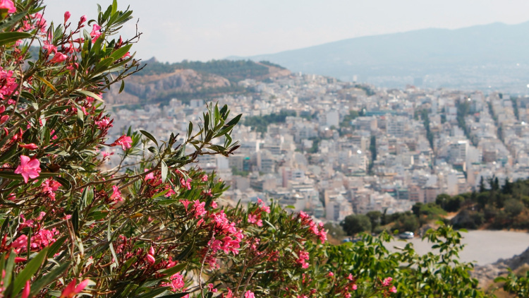 Πόλεμος για το «ξήλωμα» της πικροδάφνης από σχολεία, πεζοδρόμια και πλατείες - Αντιδρούν περιβαλλοντολόγοι, επιμένουν οι γιατροί