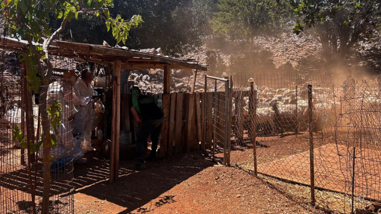 Πρώτος μαζικός έλεγχος της ΑΑΔΕ στην Κρήτη για τις αγροτικές επιδοτήσεις, 120 από τους 195 κτηνοτρόφους δεν προσήλθαν