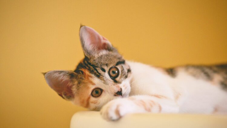 Οι μυστηριώδεις λόγοι που οι γάτες γουργουρίζουν εκτός από χαρά