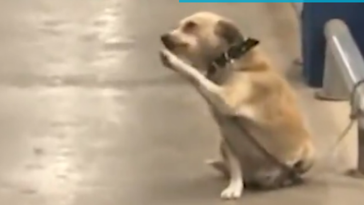 Φρίκη στην Μεσσηνία: Σκότωσαν σκύλο και τον κρέμασαν σε δέντρο