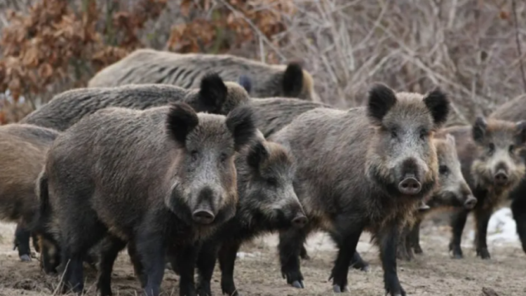 Τροχαίο στην Εύβοια:  Αυτοκίνητο χτύπησε αγριογούρουνο, τρεις τραυματίες 