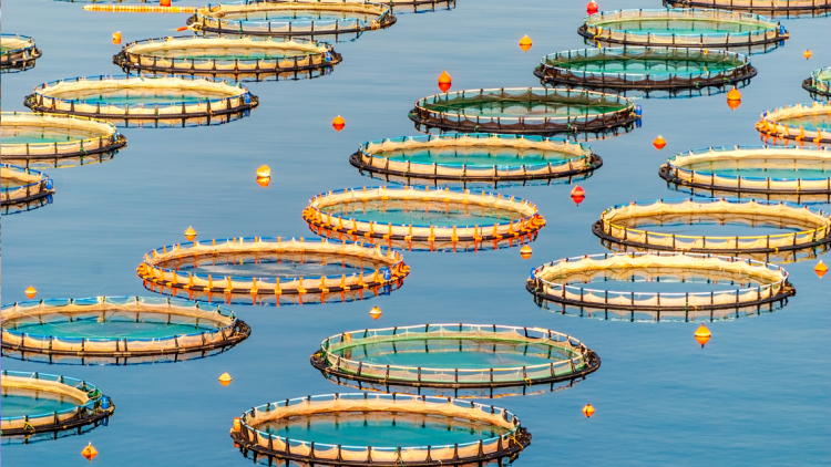 Νέο πρόγραμμα ύψους 26 εκατ. ευρώ για μεταποίηση προϊόντων αλιείας και υδατοκαλλιέργειας
