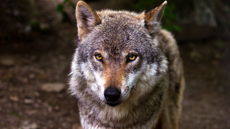 Λύκος επιτέθηκε σε παρέα περιπατητών στα Βασιλικά Κτήματα στο Τατόι!