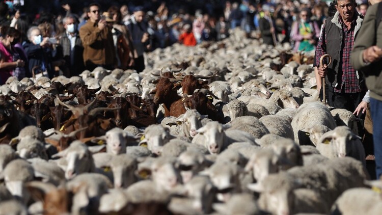 Γέμισαν με πρόβατα οι δρόμοι της Μαδρίτης - Κατευθύνονται προς τα χειμερινά  τους βοσκοτόπια