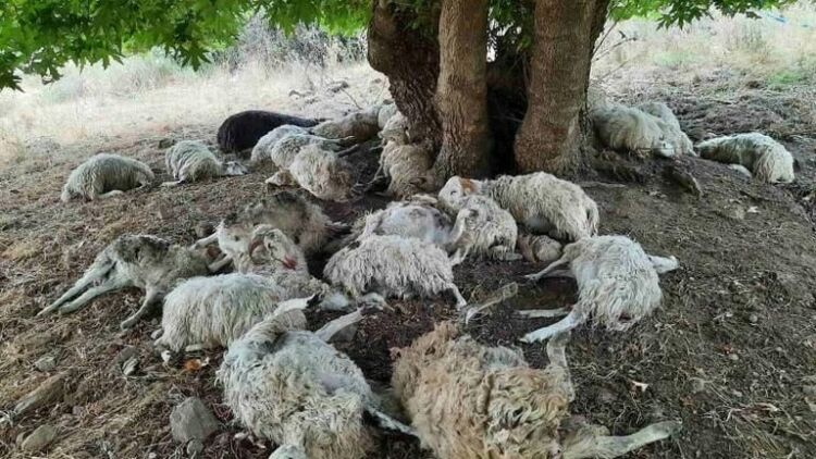 Καταιγίδες: Βροχές σε όλη τη χώρα - Κεραυνός σκότωσε κοπάδι με 50 πρόβατα ( βίντεο)
