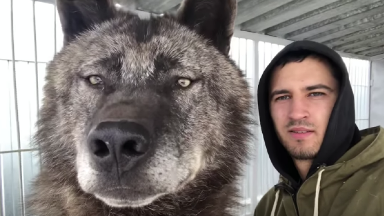 dire wolf vs wolf size comparison