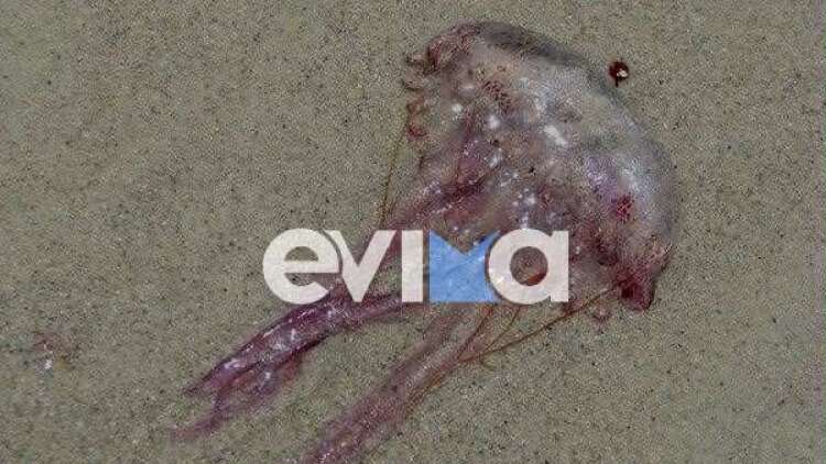 Γέμισαν με μωβ μέδουσες οι παραλίες της Εύβοιας - Δείτε φωτογραφίες